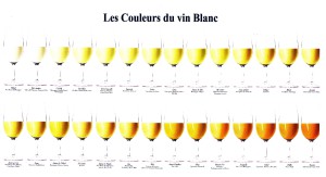 Nuancier vin blanc2